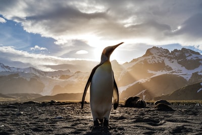站在雪山附近沙滩上的企鹅，白天可以看到太阳